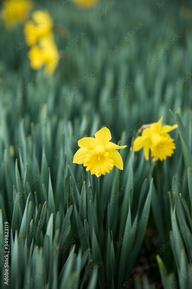 Obraz premium The name of this flower is Yellow narcissus.