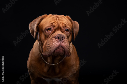 French Mastiff Dogue de Bordeaux Studio Shot © Polina Anisiforova
