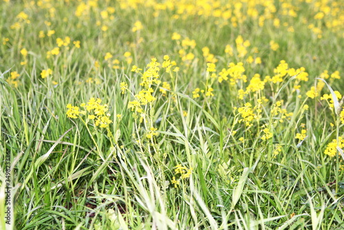 field with many yellow flowers © Margarita