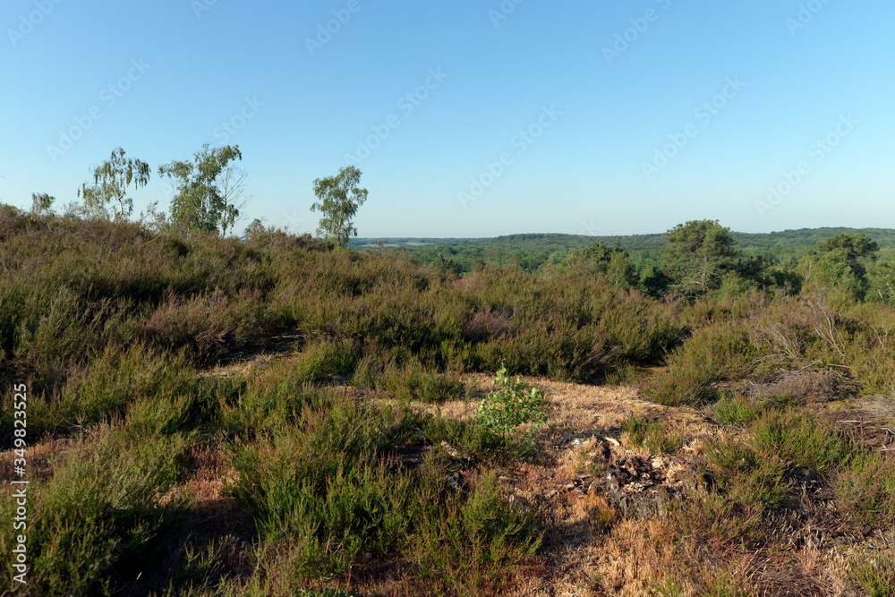hiking path panorama in the Rambouillet forest. Rochefort-en-Yvelines