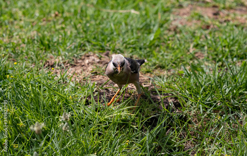 A vinous-breasted starling (Acridotheres burmannicus) foraging in the grass and eating a fly.