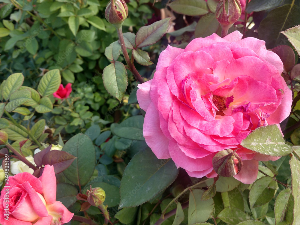 Beautiful rose flowers in nursery, rose flowers in garden Beautiful rose flowers in nursery, rose flowers in garden