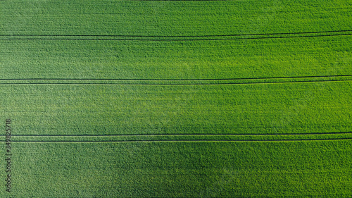 The wheat field seen from the drone