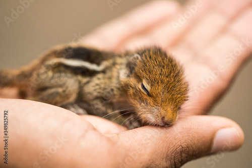 a baby squirrel sleeping in a human palm