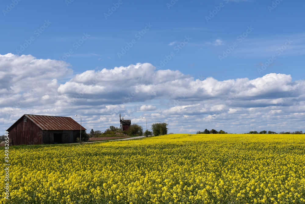 Blossom yellow rapeseed field
