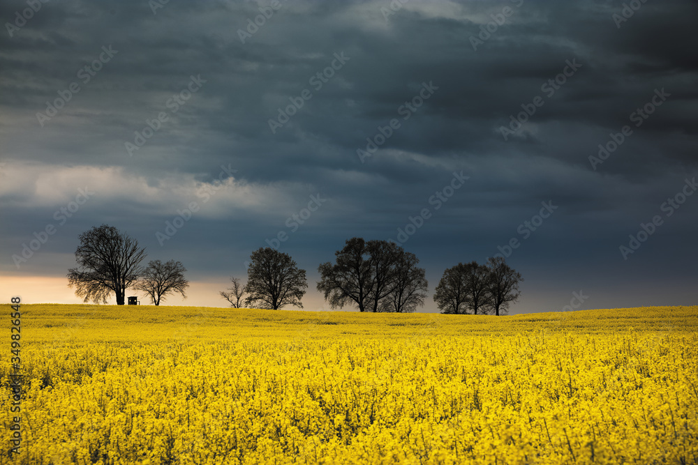 Obraz premium Rzepakowe Pole z Burzowym Niebem i Drzewa
