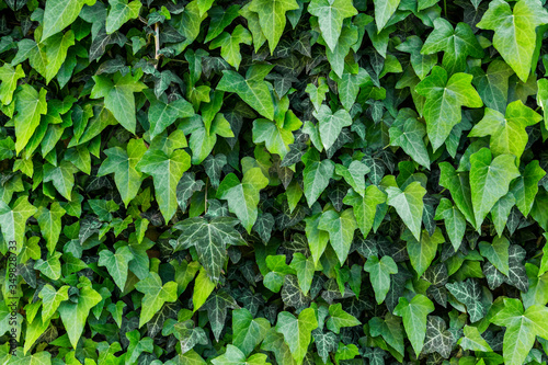 A wall of common ivy, Usuable as a background or texture