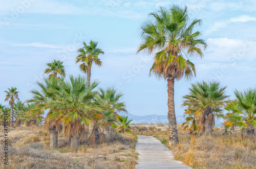Beautiful day  with blue sky and clouds  near to the beach of Castellon de la Plana   Spain  . Tropical scene  for relaxing  of summer vacations. Mediterranean palm trees.