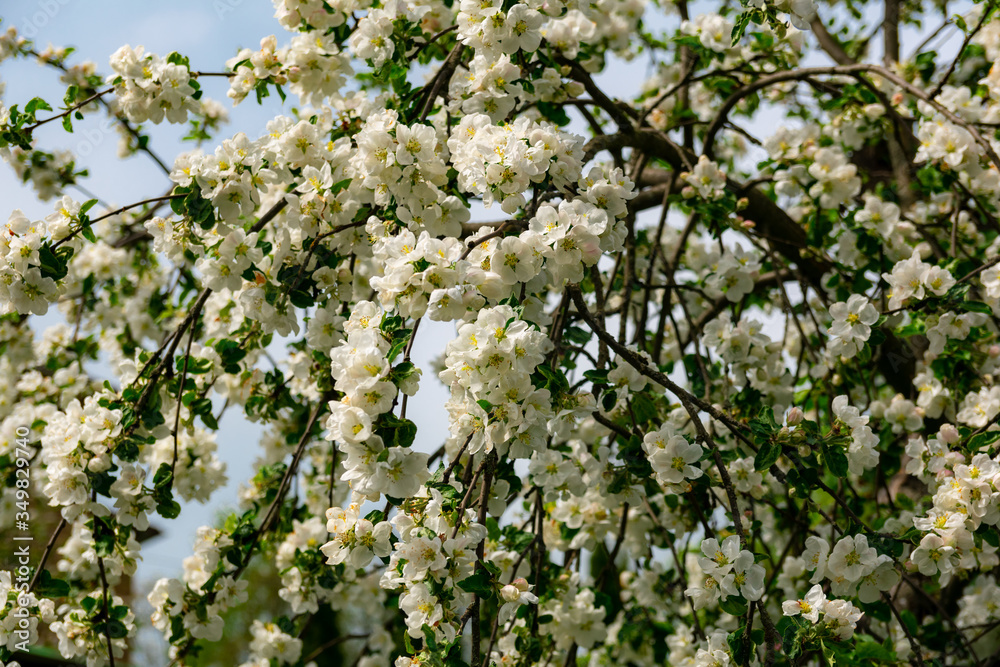 blossoming apple tree in spring blossoming apple tree in spring