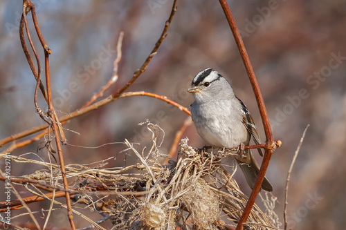 Closeup of White-crowned Sparrow perching on wild cucumber shrub twig