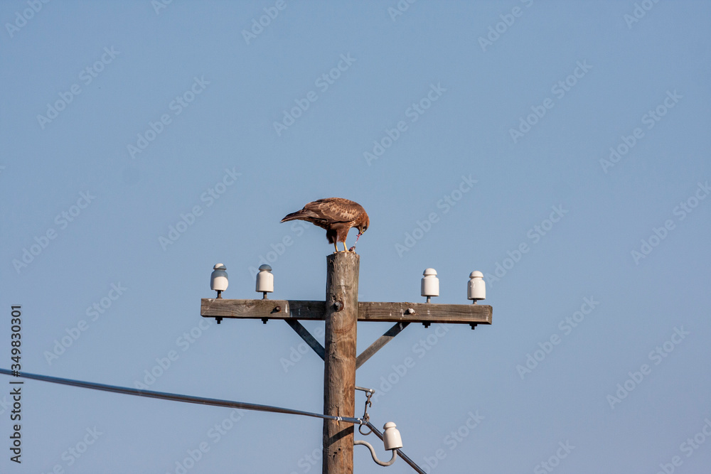 Common Buzzard - Birds of prey wildlife (Buteo buteo) Common Buzzard - Birds of prey wildlife (Buteo buteo)