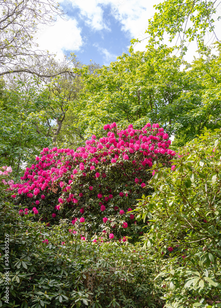 Flowering rhododendron shrub.