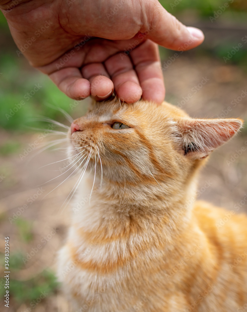 Hand caress of a red cat on nature. Hand caress of a red cat on nature.
