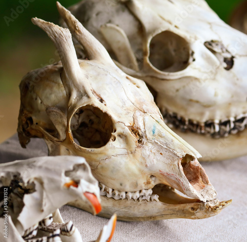 The skull of the animal lies on the table. © schankz