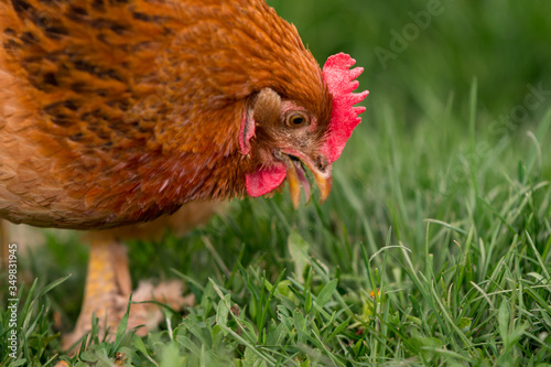 Chicken in the yard rural farming