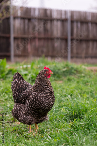 Chicken sitting in the yard farm 