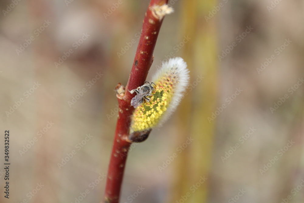 Fototapeta premium Bee On The Willow, Gold Bar Park, Edmonton, Alberta