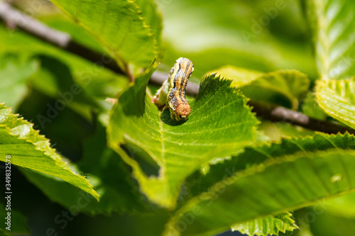 hungry caterpillar zoom