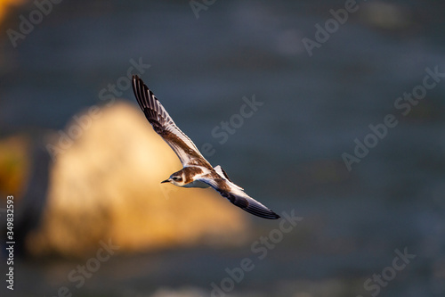 little gull, or hydrocoloeus minutus, bird starting to to fly.