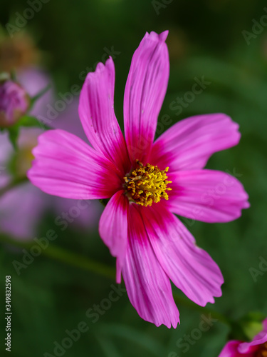 Close-up of a pink garden cosmos flower (Cosmos bipinnatus) growing in a garden