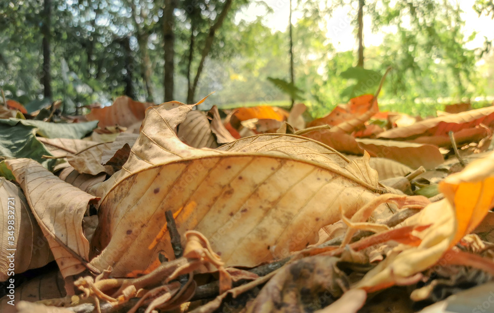 Yellow leaves on the floor in the autumn sunlight.