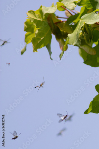 flying insects