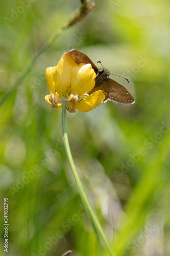 butterfly, moth, flower, buttercup, yellow, spring, summer
