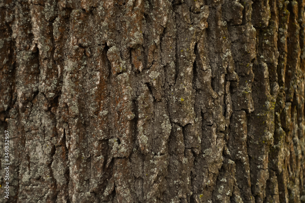Wooden bark texture. Moss and scratches on surface. Natural background. Environment concept. Copy space Wooden bark texture. Moss and scratches on surface. Natural background. Environment concept. Copy space