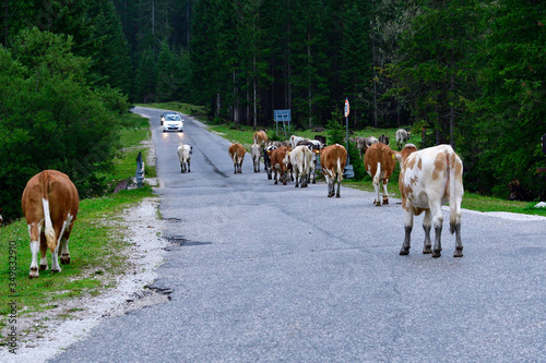 Kuhherde auf einer Straße in den Alpen	
