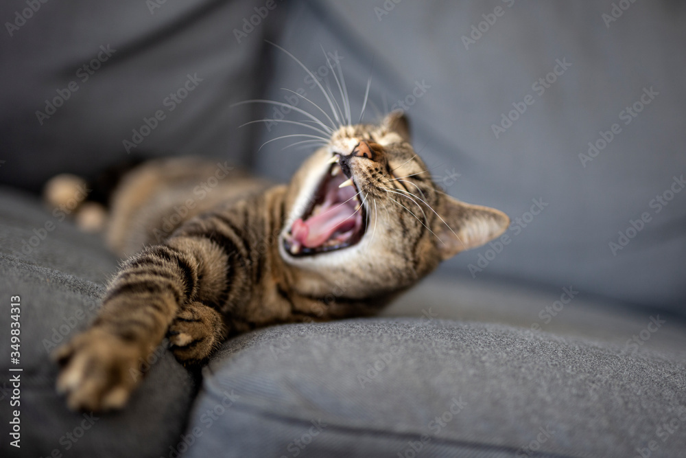 Adorable kitty lying on sofa Adorable kitty lying on sofa