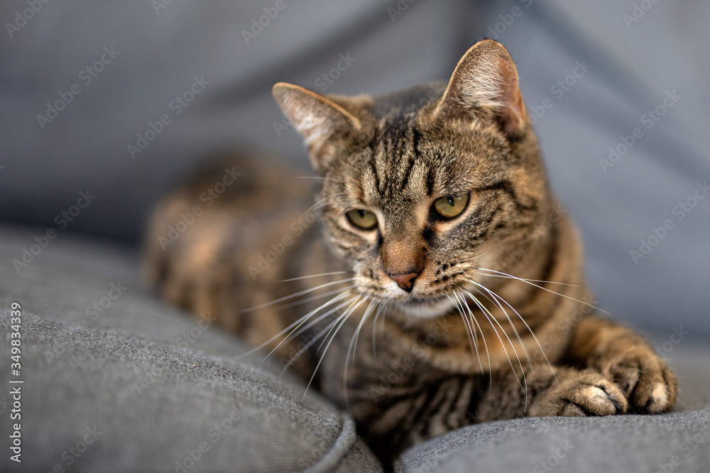 Adorable kitty lying on sofa