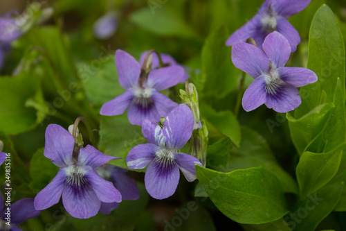 Growing wild common violet plant (wood violet, viola odorata, dog wild violet, viola hirta, viola sororia, sweet violet, Queen Charlotte flower). 