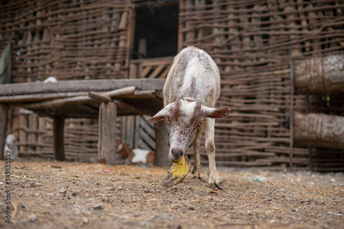 Goat in Masai village Eating Banana Peel at Natron Lake in Tanzaina, Africa