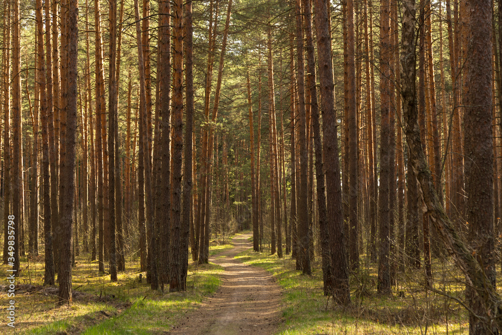 Forest path in sunlight, sun. Beautiful spring summer pine trees forest with road Forest path in sunlight, sun. Beautiful spring summer pine trees forest with road