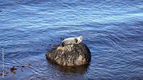 seal at the bay of  Húnaflói on Iceland photo