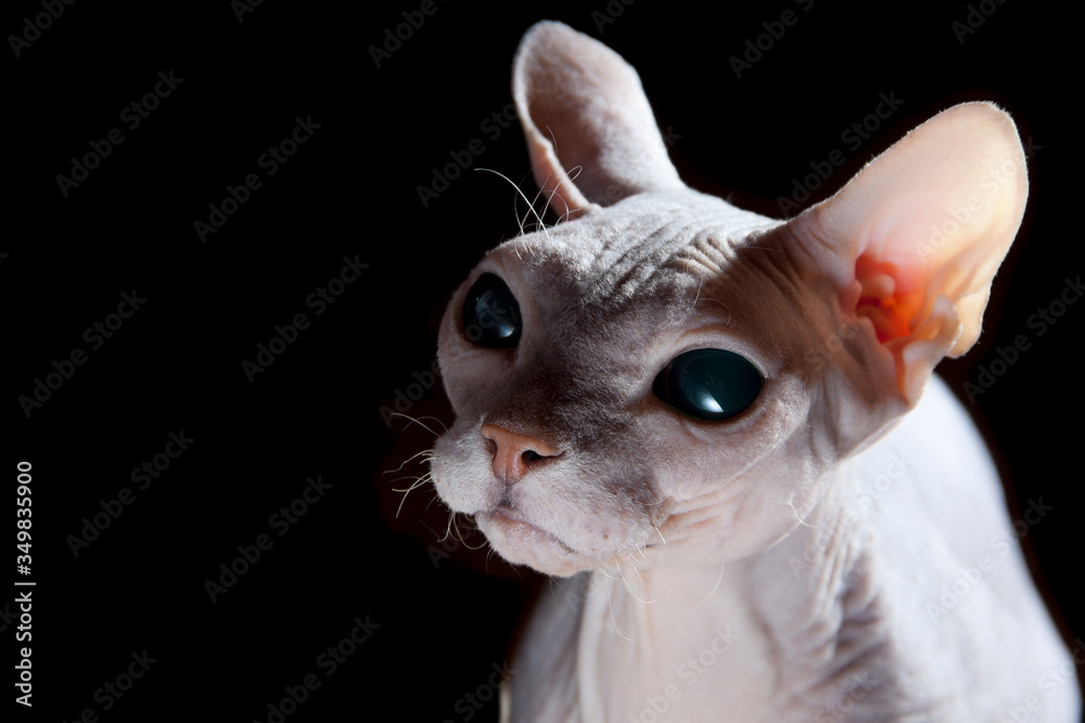 Close up Thoroughbred Hairless Don Sphinx Cat Looking forward on black background, looks like an alien