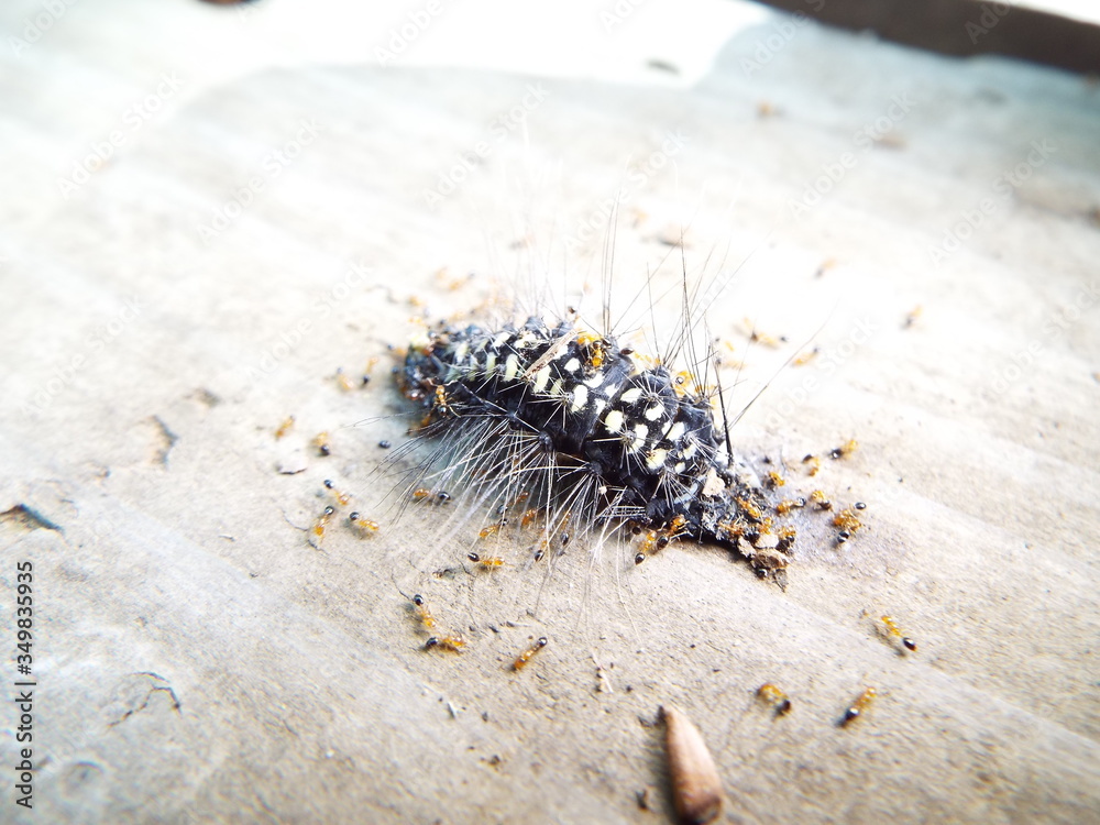 虫の死骸に群がるアリたち ants gathering around the dead insect 虫の死骸に群がるアリたち ants gathering around the dead insect