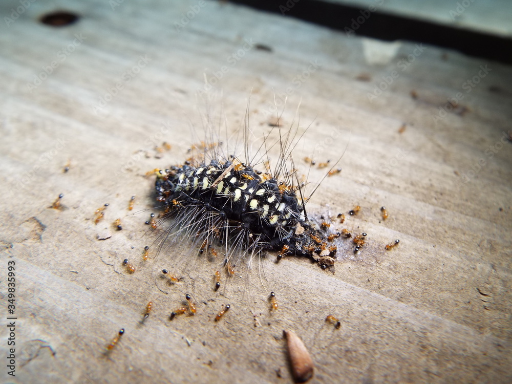 虫の死骸に群がるアリたち ants gathering around the dead insect 虫の死骸に群がるアリたち ants gathering around the dead insect