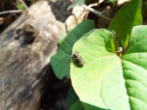 アトジロサビカミキリ longhorn beetle © present4_u