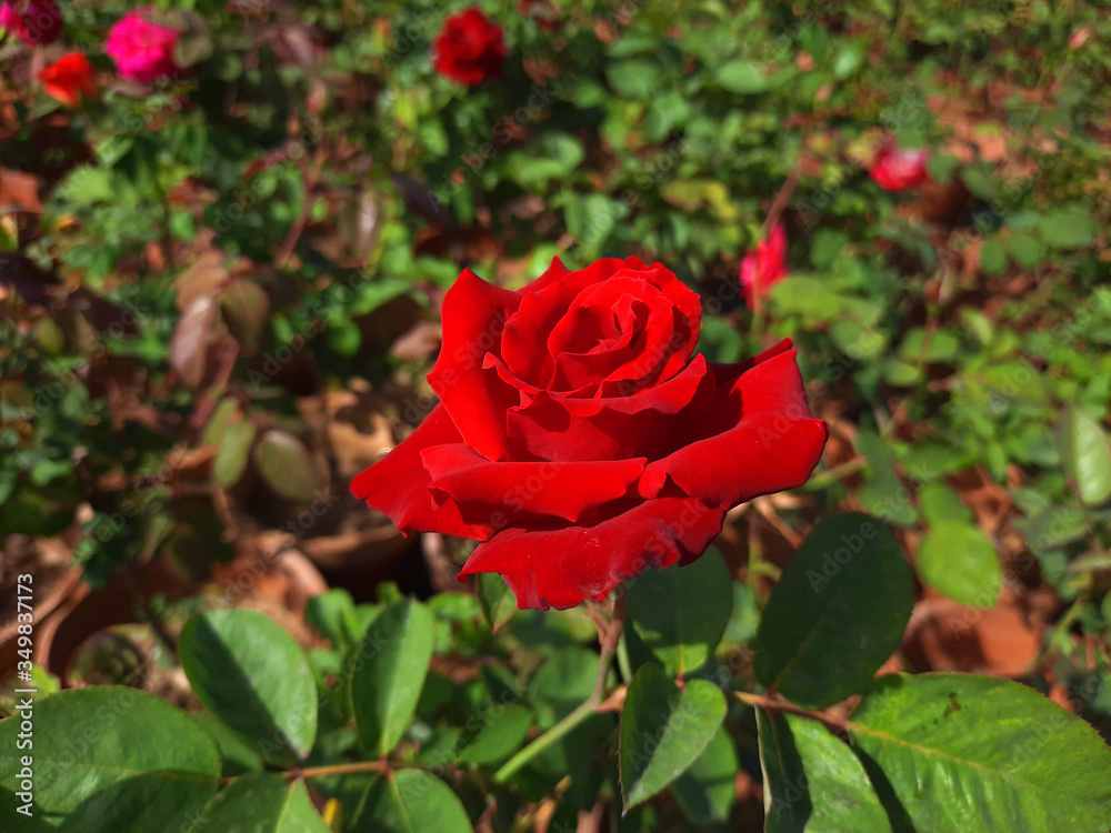 Beautiful rose flowers in nursery, rose flowers in garden Beautiful rose flowers in nursery, rose flowers in garden