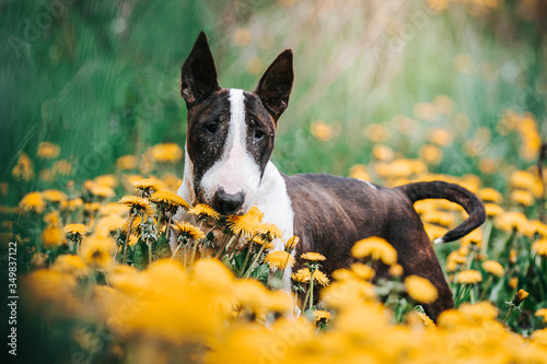 Bull terrier old dog posing in green background. Happy dog in kennel. Bullterrier outside. Old and healthy dog.