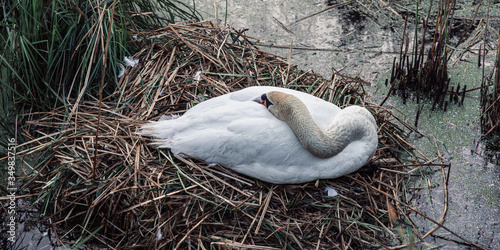 white swan in nest