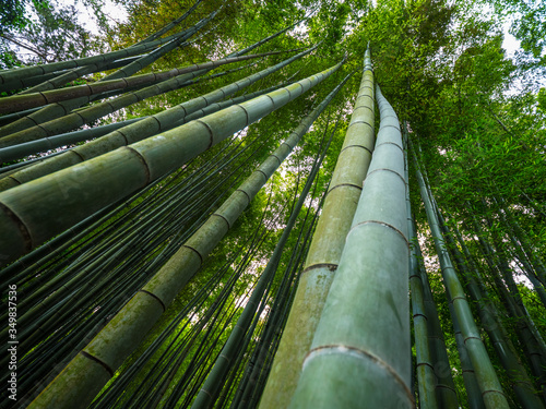 Bamboo Forest in Japan - a wonderful place for recreation - TOKYO / JAPAN - JUNE 17, 2018