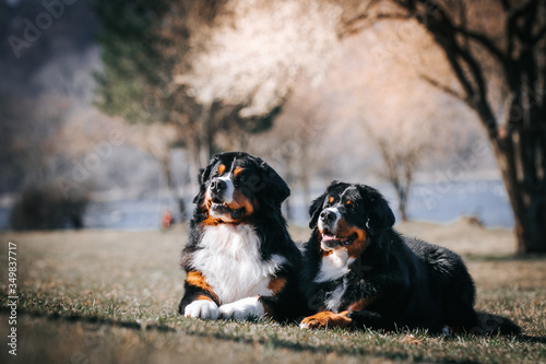 Bernese mountain dog in green park background. Active and funny bernese.