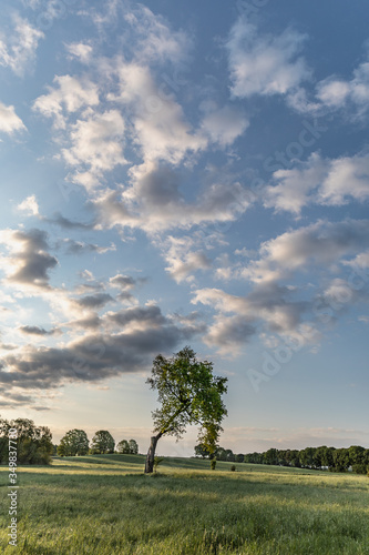 landscape with trees and sky sunrise