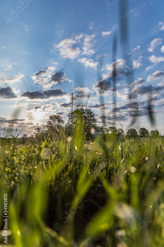 green grass and blue sky sunrise