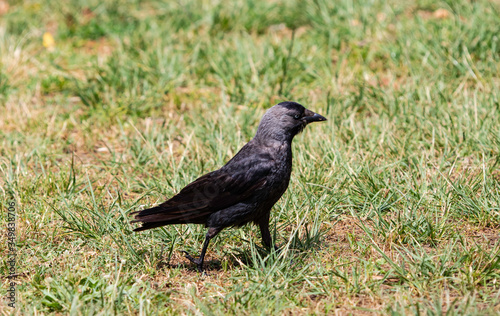 A western jackdaw  Coloeus monedula  foraging for food on a grassy field