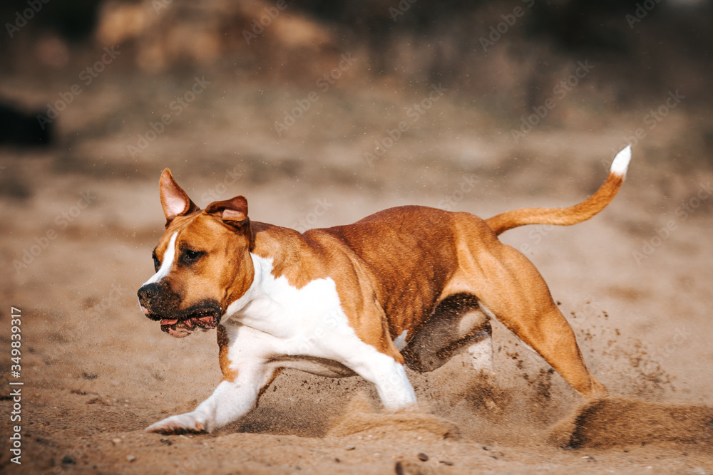 American staffordshire terrier in action. Power of dog. Super fit and strong amstaff. Dog high jump competition	