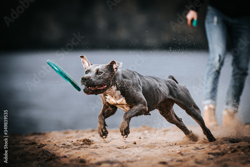 American staffordshire terrier in action. Power of dog. Super fit and strong amstaff.  © Evelina