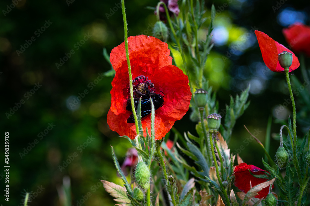 Obraz premium red poppy flower